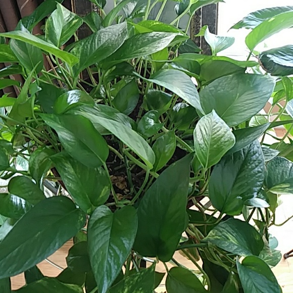 Meet your Posher, Mary - Picture 1 of 2